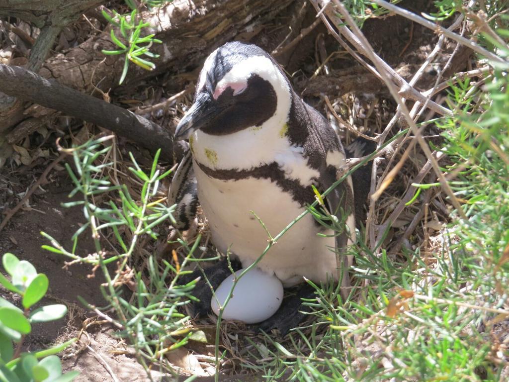 Penguins View Guesthouse Simonʼs Town Dış mekan fotoğraf