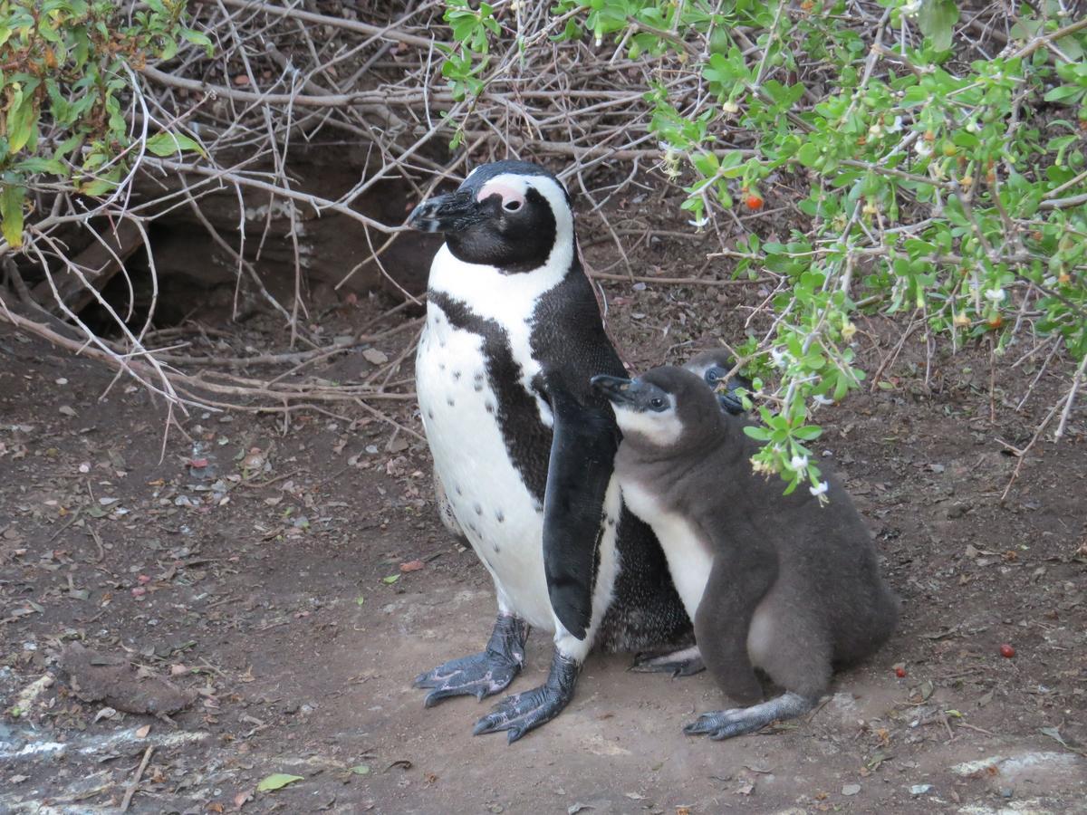 Penguins View Guesthouse Simonʼs Town Dış mekan fotoğraf
